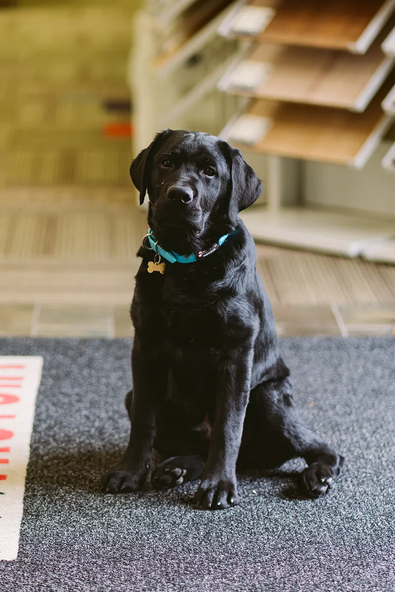 Ziggy - Chief Operating Pup Ziggy - Chief Operating Pup